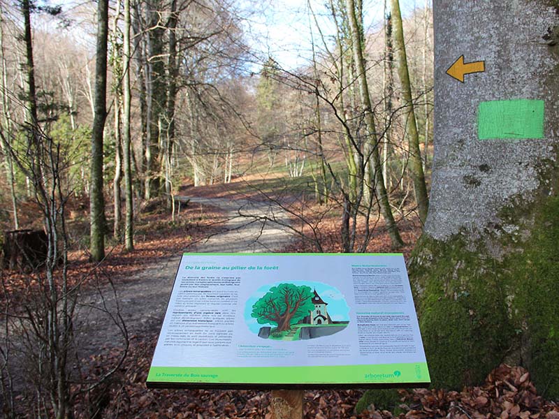 Traversée du bois sauvage