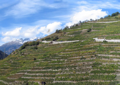 Formation continue sur les paysages viticoles